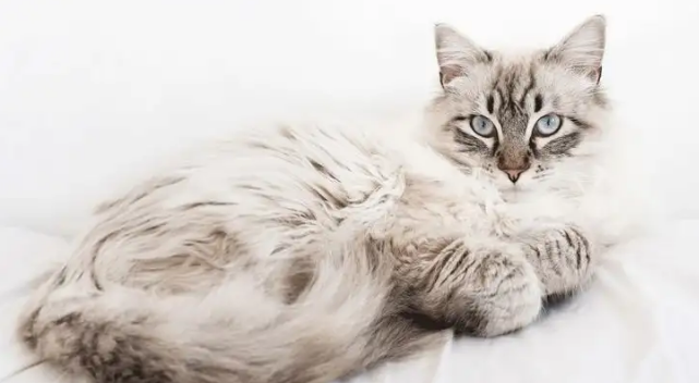 猫咪眼睛红肿流泪该如何处理
