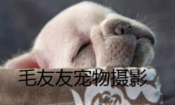 毛友友宠物摄影哪里有 毛友友宠物摄影哪里有