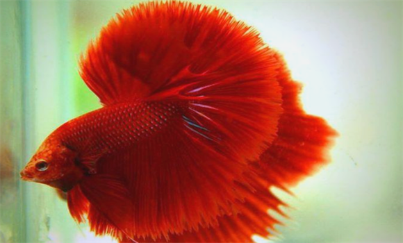 泰国斗鱼怎么养？我说的这8个方面做好，给你惊喜不断