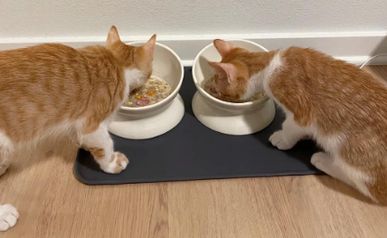 一个月的猫吃什么食物长得快