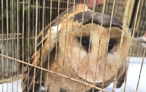 四川宜宾南溪村民捡到受伤“猴面鹰”，已送往救护站治疗