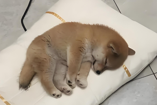 狗狗7天不吃东西了怎么办