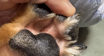 狗指间炎症状是什么样的 狗指间炎症状是什么样的