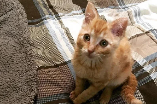 浴火重生的小橘猫，紧抱男子不愿撒手