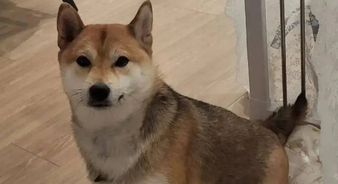 网友说她家柴犬又在换毛了，不是…这也太夸张了吧