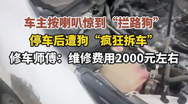 2026开年魔幻名场面!广东双狗为“爱情”拆车,车主欲哭无泪 2026开年魔幻名场面!广东双狗为“爱情”拆车,车主欲哭无泪