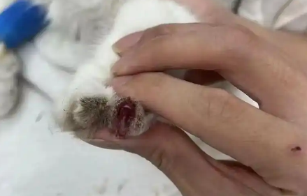 猫咪指甲发炎化脓怎么处理 猫咪指甲发炎化脓怎么处理