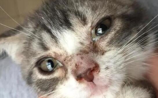 猫咪感染猫瘟治愈概率高吗? 猫咪感染猫瘟治愈概率高吗?