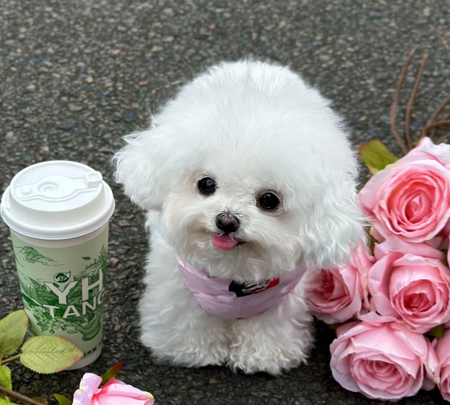 小狗摔骨折了怎么办