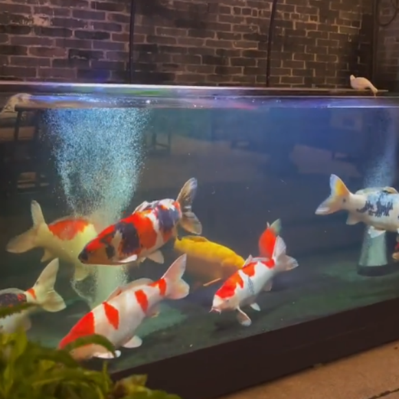 定制鱼缸哪个品牌靠谱?辉铭,让水下艺术值得被看见 定制鱼缸哪个品牌靠谱?辉铭,让水下艺术值得被看见