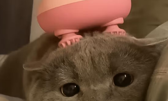 旌梦园猫咪按摩神器好用吗 旌梦园猫咪按摩神器好用吗