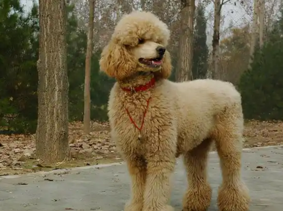 巨型贵宾犬“褪色”怎么回事？有这几个原因！