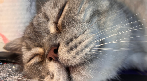 为什么猫舍买的猫容易得传腹 为什么猫舍买的猫容易得传腹