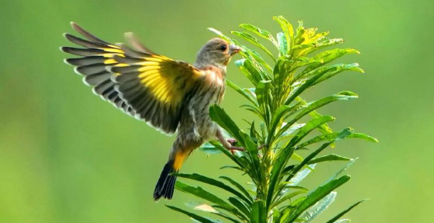 金翅雀掉毛正常吗？需分清情况科学应对！