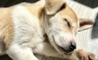 狗狂犬病潜伏期多久