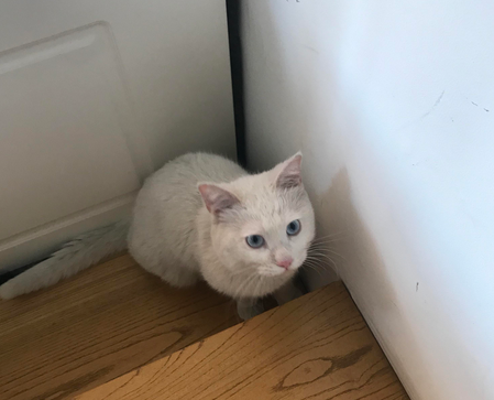 猫咪倒吸气是什么原因 猫咪倒吸气是什么原因