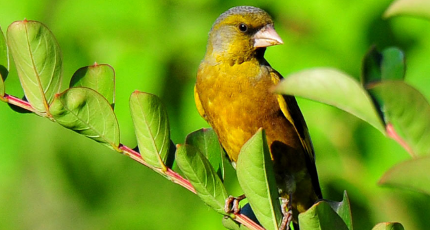 金翅雀有哪些常见病？主人一定要知道！