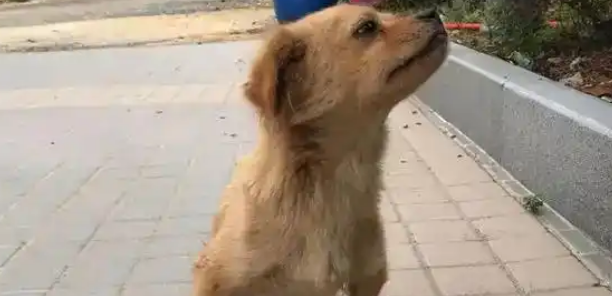 柳州一宠物犬就医后次日死亡，主人索赔约11万元