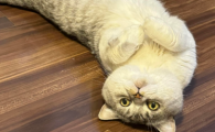 猫咪肠道杆菌异常多怎么办