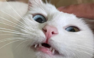 猫咪牙周炎的症状表现