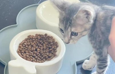 幼猫宁愿饿着也不吃猫粮
