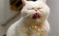 猫咪呕吐棕色糊状物怎么办