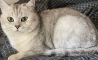 猫猫皮炎用什么药