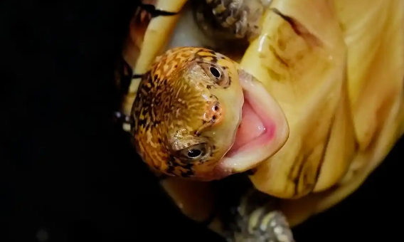 新手养龟不踩坑！这几种蛋龟，省心又好养