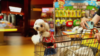 疫情关店，却迎来真正“开业”：火星宠物超市的温暖出圈记