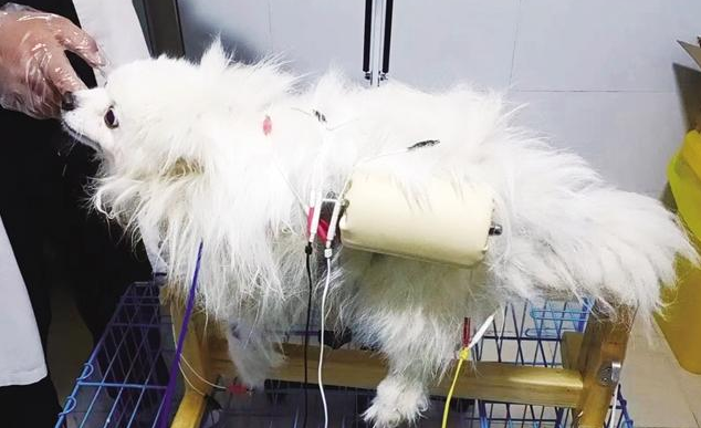 上海宠主月均消费500-1000元!健康医疗是最大“痛点”,亟待价格透明 上海宠主月均消费500-1000元!健康医疗是最大“痛点”,亟待价格透明