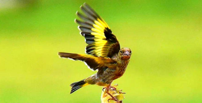 金翅雀的品相介绍，速来get一下~