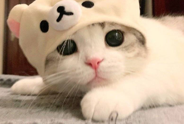 曾风靡一时的“曼基康猫”，为啥现在不火了？