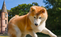 狗听力不好能治吗