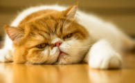 猫咪呼吸道感染怎么治