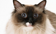 猫弓形虫怎么预防