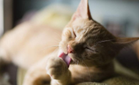 猫毛球症什么症状