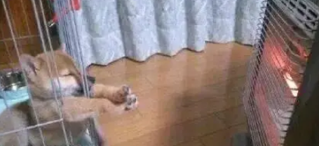 狗狗烤小太阳取暖烤到冒白烟，主人吓哭：都闻到糊味儿了