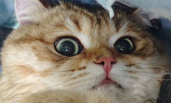 猫耳螨虫会传染人吗