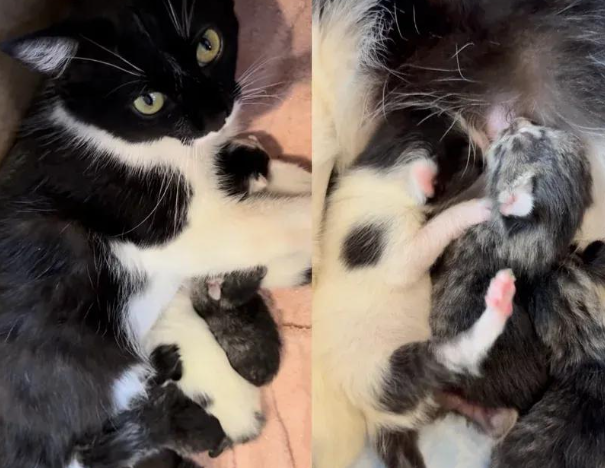 孕猫碰瓷求收留,获救后送来四个小惊喜 孕猫碰瓷求收留,获救后送来四个小惊喜