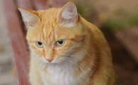 橘猫抑郁不吃不喝怎么办