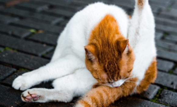 猫咪关节炎怎么治疗 猫咪关节炎怎么治疗