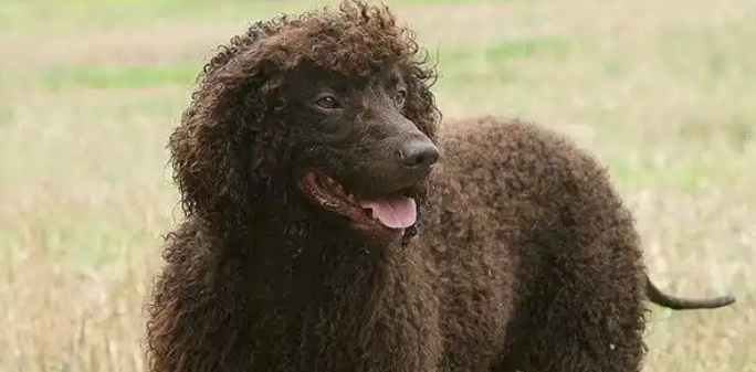 爱尔兰水猎犬驱虫误区！！新手养狗一定要注意！