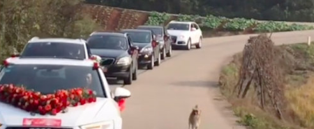 新娘出嫁，田园犬跟着婚车狂奔十几公里