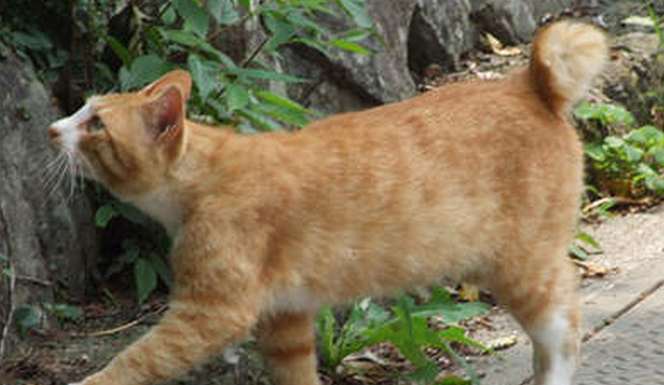 麒麟猫多少钱一只?祥瑞之猫的亲民定价与选购指南 麒麟猫多少钱一只?祥瑞之猫的亲民定价与选购指南