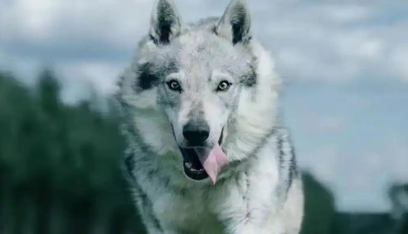 养捷克狼犬前必看！10大忠告让你避开90%的坑