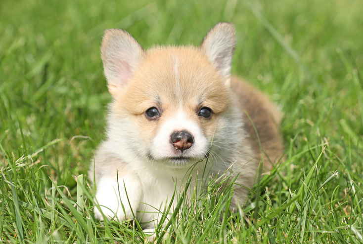 狗狗一直咬尾巴很难受的样子怎么办