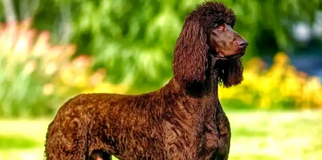 爱尔兰水猎犬的智商解析:相当于人类几岁的智慧水平? 爱尔兰水猎犬的智商解析:相当于人类几岁的智慧水平?