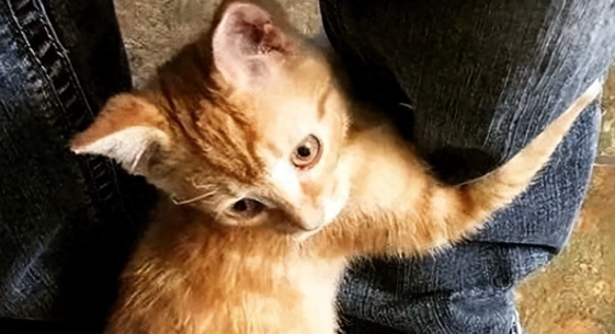 浴火重生的小橘猫，紧抱男子不愿撒手