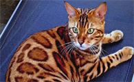 怎样预防猫咪感染寄生虫病