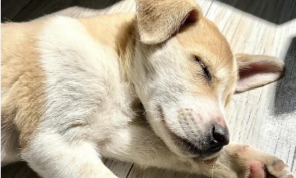 狗狂犬病潜伏期多久